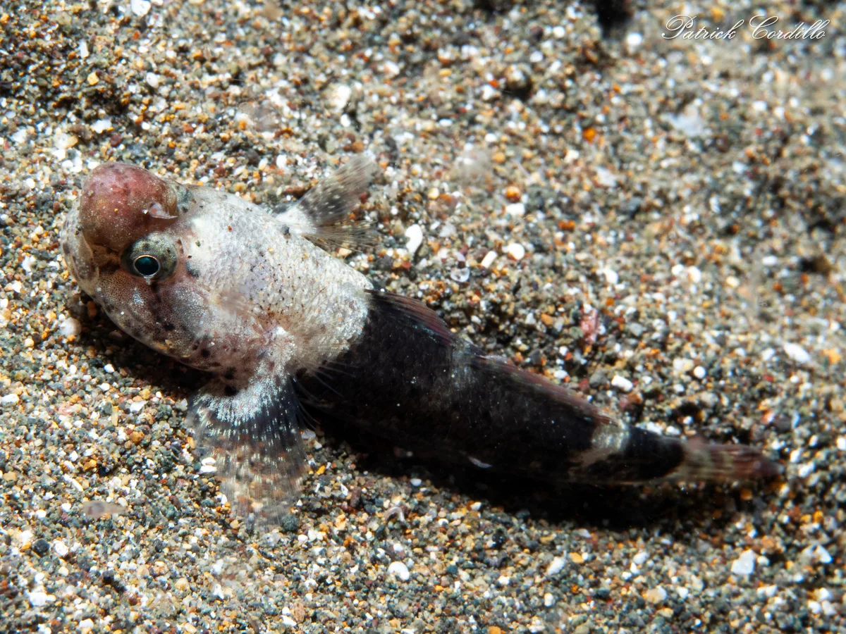 Bathygobius cyclopterus - QW6G+8PF, Mabini, Batangas, Philippines
