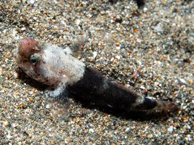 Bathygobius cyclopterus - QW6G+8PF, Mabini, Batangas, Philippines