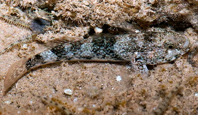 Bathygobius cyclopterus - VXX6+VX3, Safaga, Red Sea Governorate 1945911, Egypt