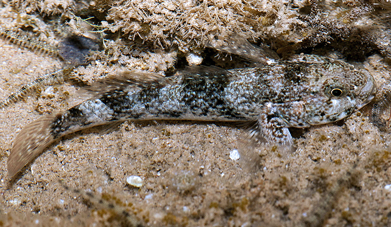 Bathygobius cyclopterus - VXX6+VX3, Safaga, Red Sea Governorate 1945911, Egypt