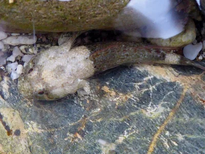 Bathygobius cyclopterus - Abra de Ilog, Occidental Mindoro, Philippines