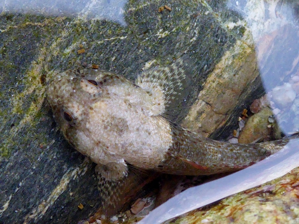Bathygobius cyclopterus - Abra de Ilog, Occidental Mindoro, Philippines