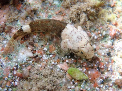 Bathygobius cyclopterus - Sant Katrin, EG-JS, EG