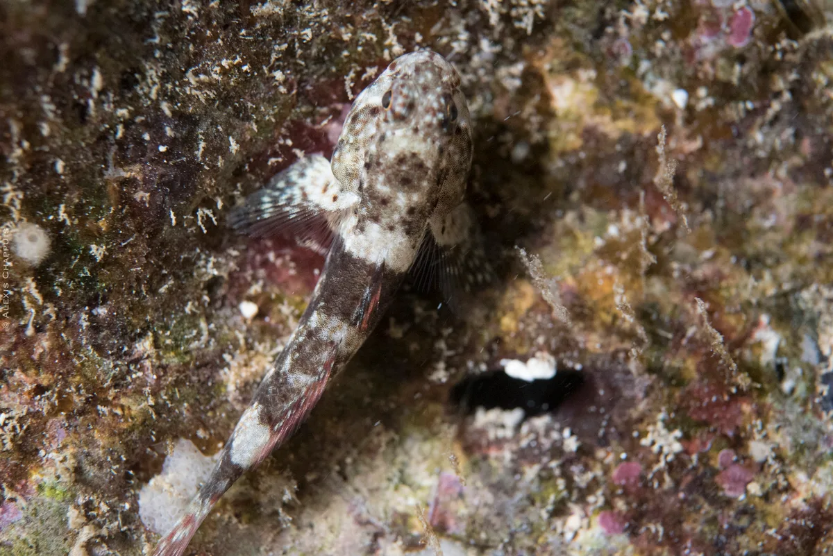 Bathygobius cyclopterus