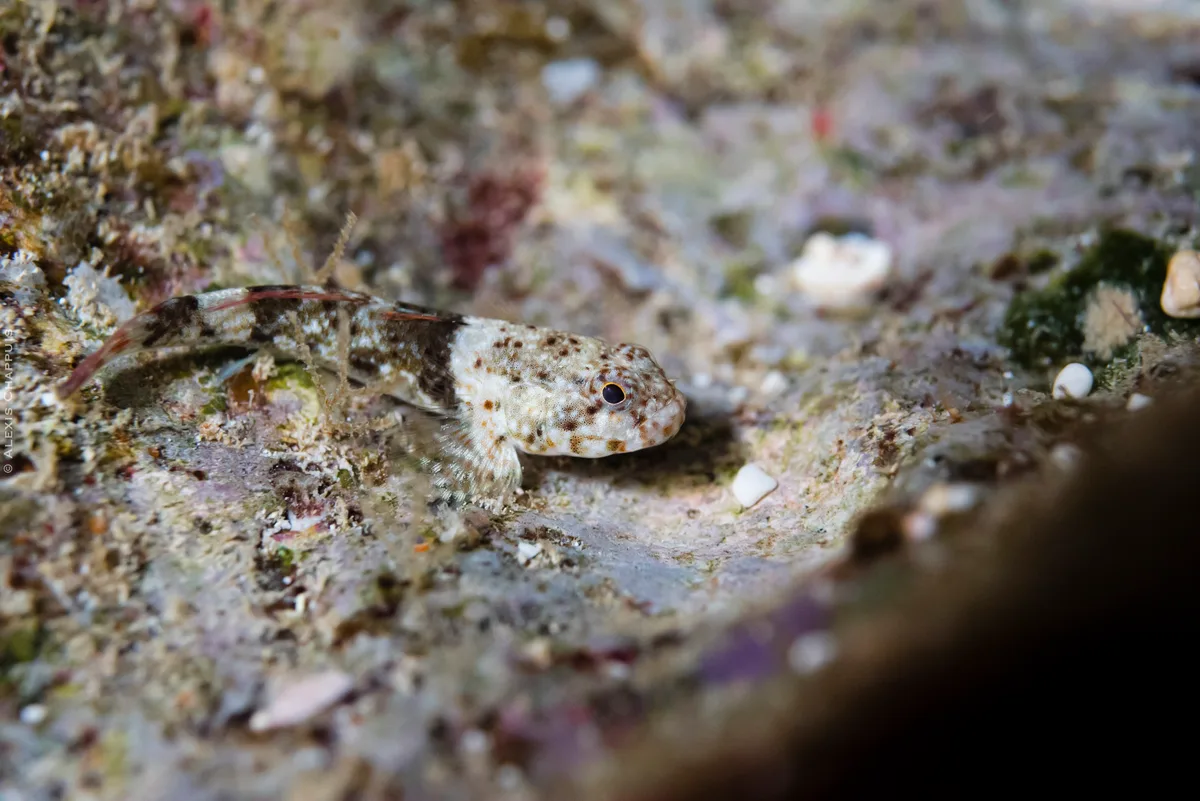 Bathygobius cyclopterus