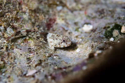 Bathygobius cyclopterus
