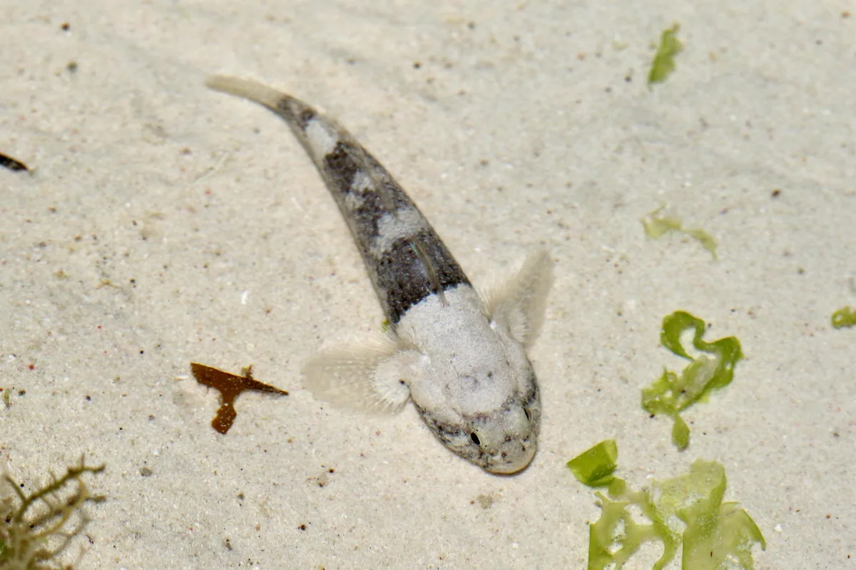 Bathygobius cyclopterus - Micheweni, Pemba North, Tanzania