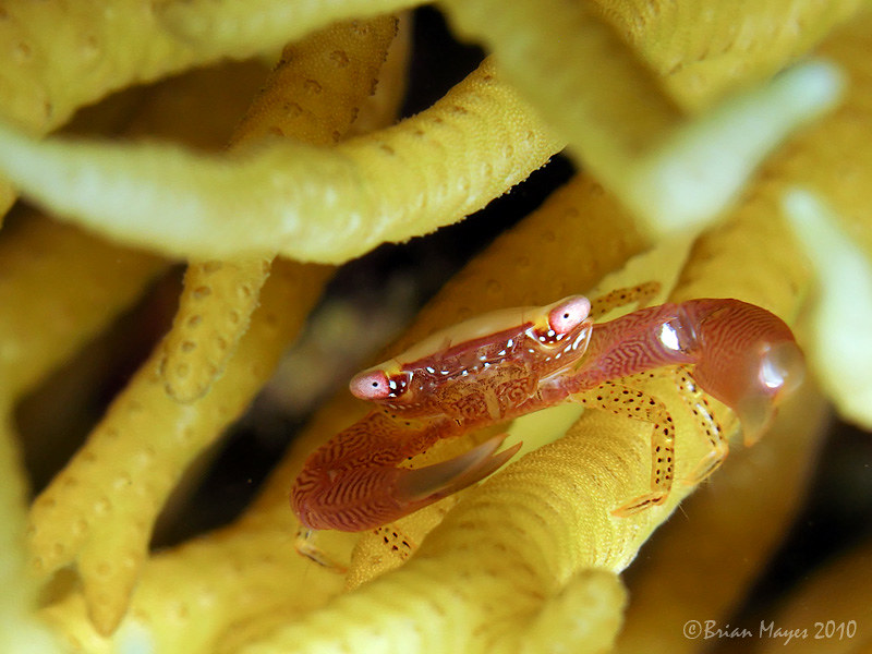 Coral Crab (Trapezia guttata)