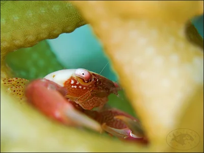 Coral Crab (Trapezia guttata)