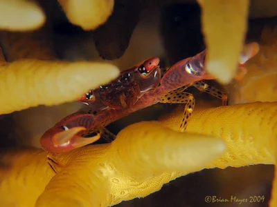 Spot-Legged Coral Crab (Trapezia guttata)