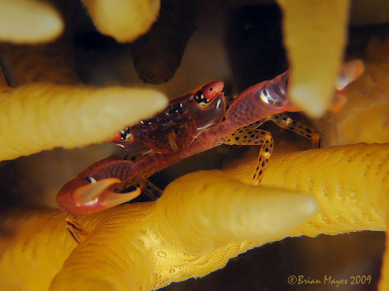 Spot-Legged Coral Crab (Trapezia guttata)