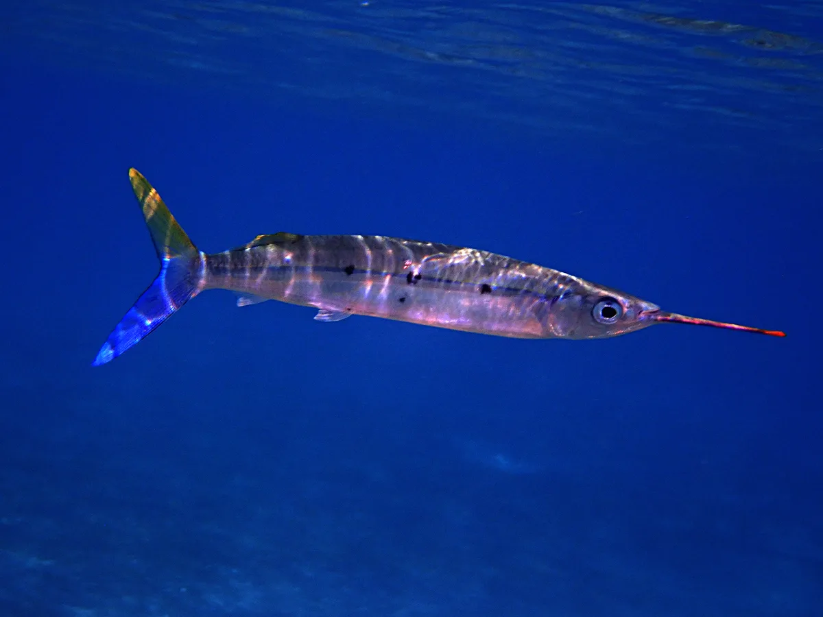 Spotted Halfbeak