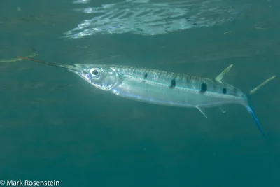 Blackbarred Halfbeak