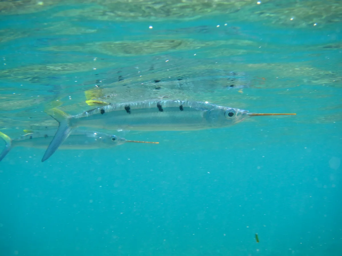 Hemiramphus far - N’Gouja, Mayotte