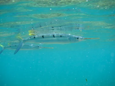 Hemiramphus far - N’Gouja, Mayotte