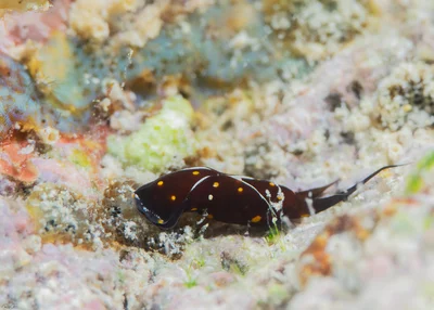 Chelidonura punctata