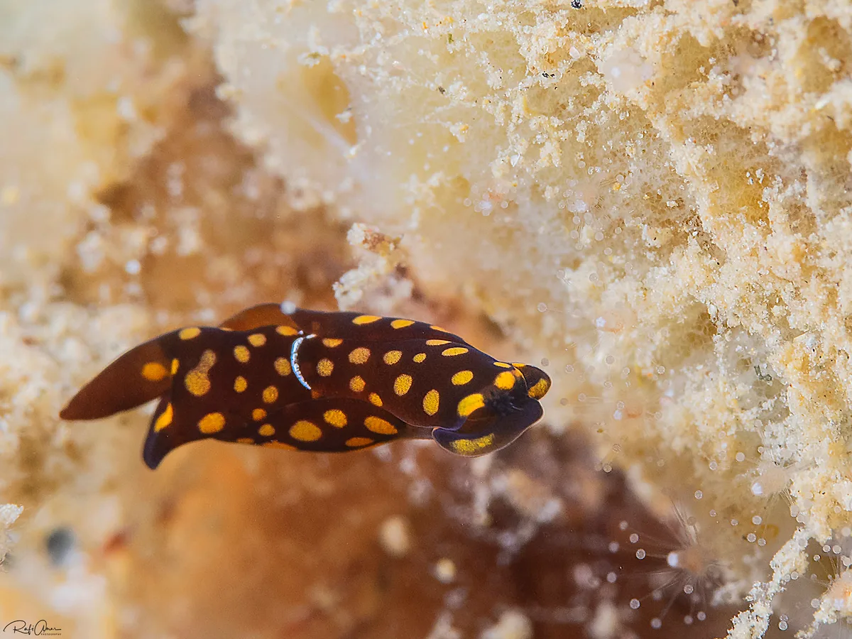 Chelidonura punctata