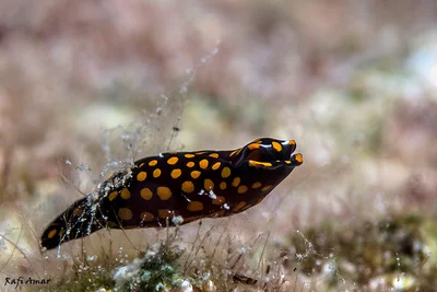 Punctate chelidonura - Chelidonura punctata
