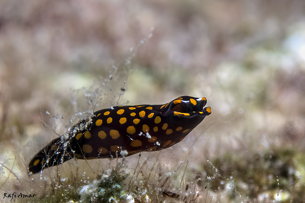 Punctate chelidonura - Chelidonura punctata