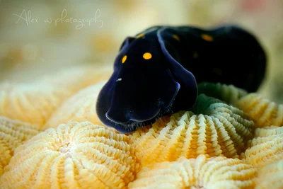 Chelidonura punctata
