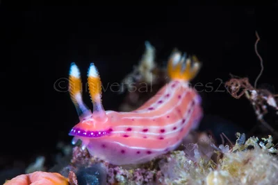 Hypselodoris maculosa