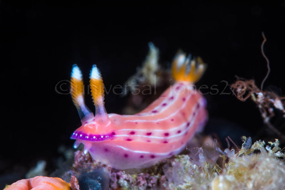 Hypselodoris maculosa