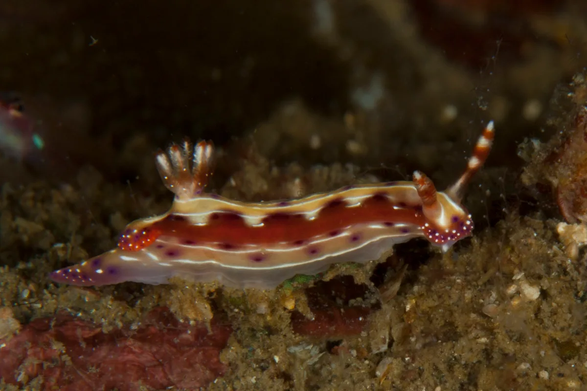 Hypselodoris maculosa