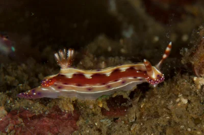 Hypselodoris maculosa