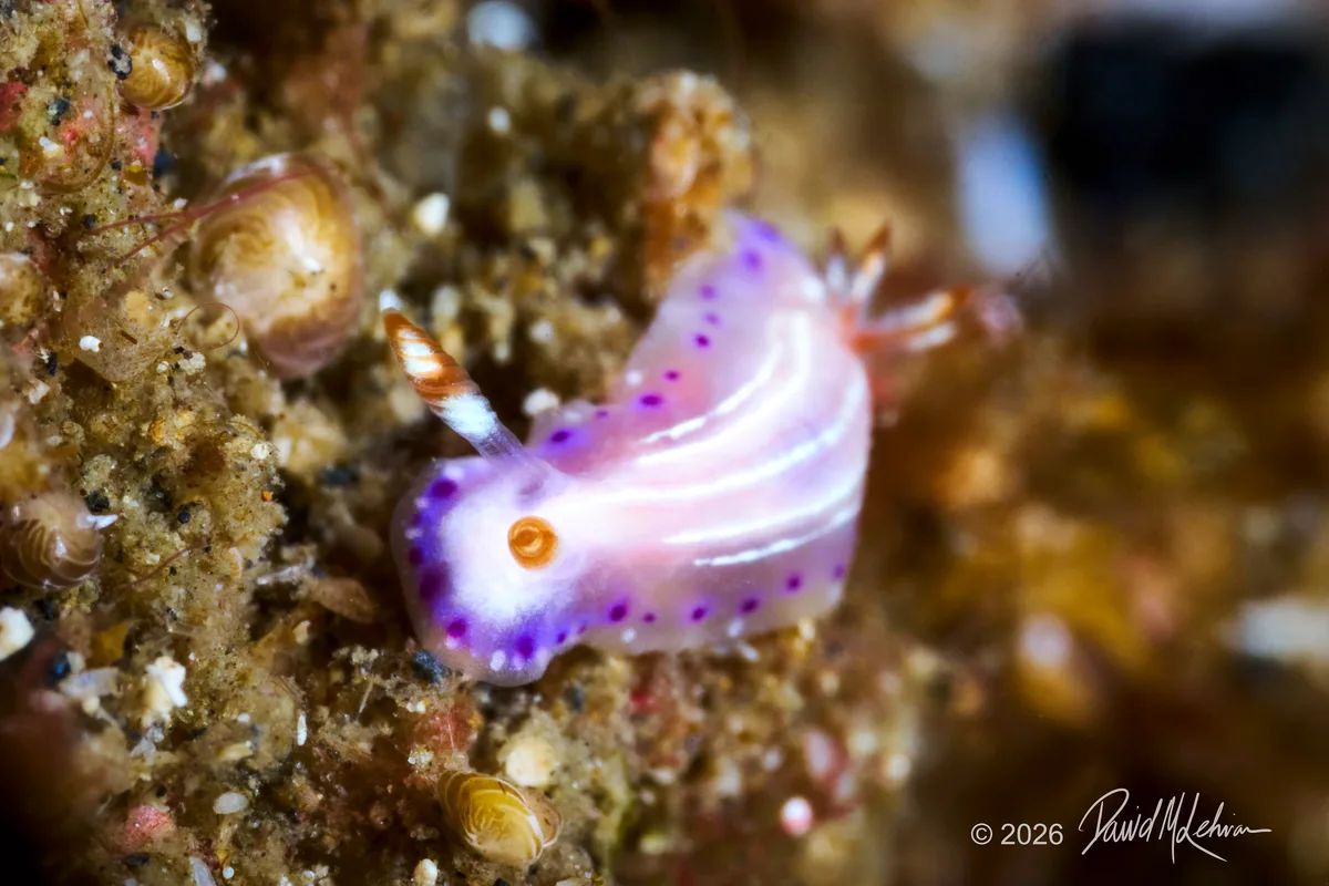 Hypselodoris maculosa nudibranch