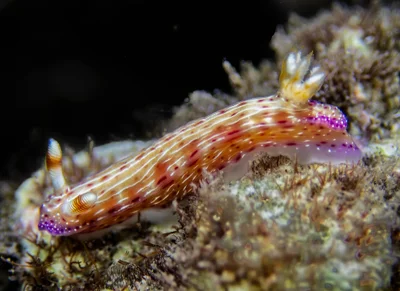 Hypselodoris maculosa LV