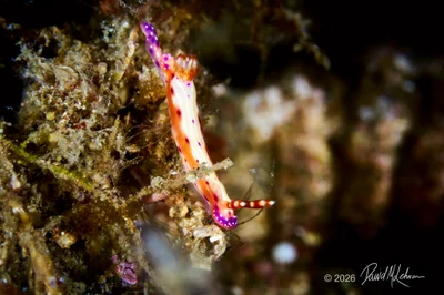Hypselodoris maculosa nudibranch