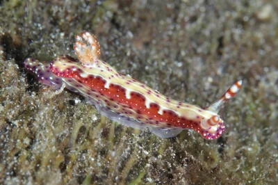 Hypselodoris maculosa
