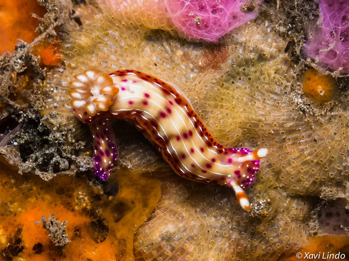 Hypselodoris maculosa