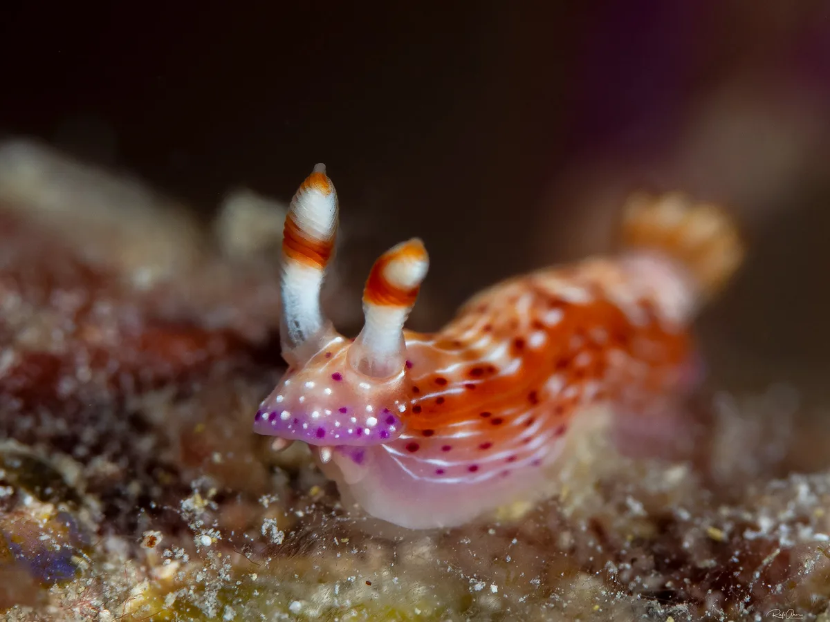 Spotted Hypselodoris - Hypselodoris maculosa