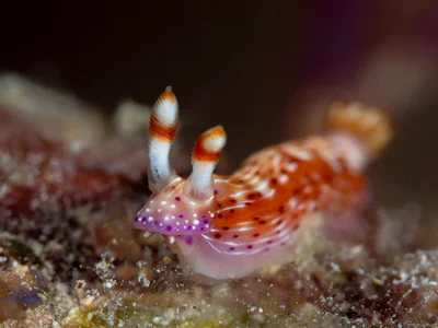 Spotted Hypselodoris - Hypselodoris maculosa