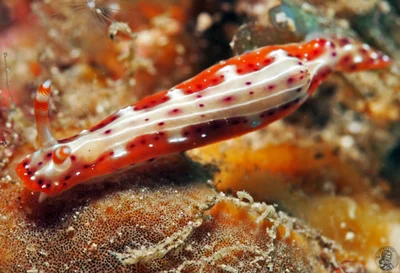 Hypselodoris maculosa
