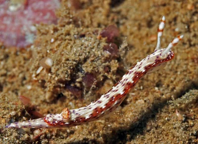 Hypselodoris maculosa