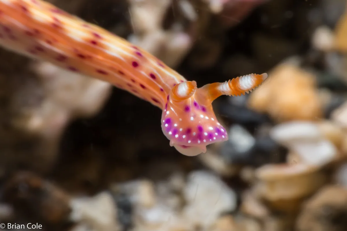Hypselodoris maculosa