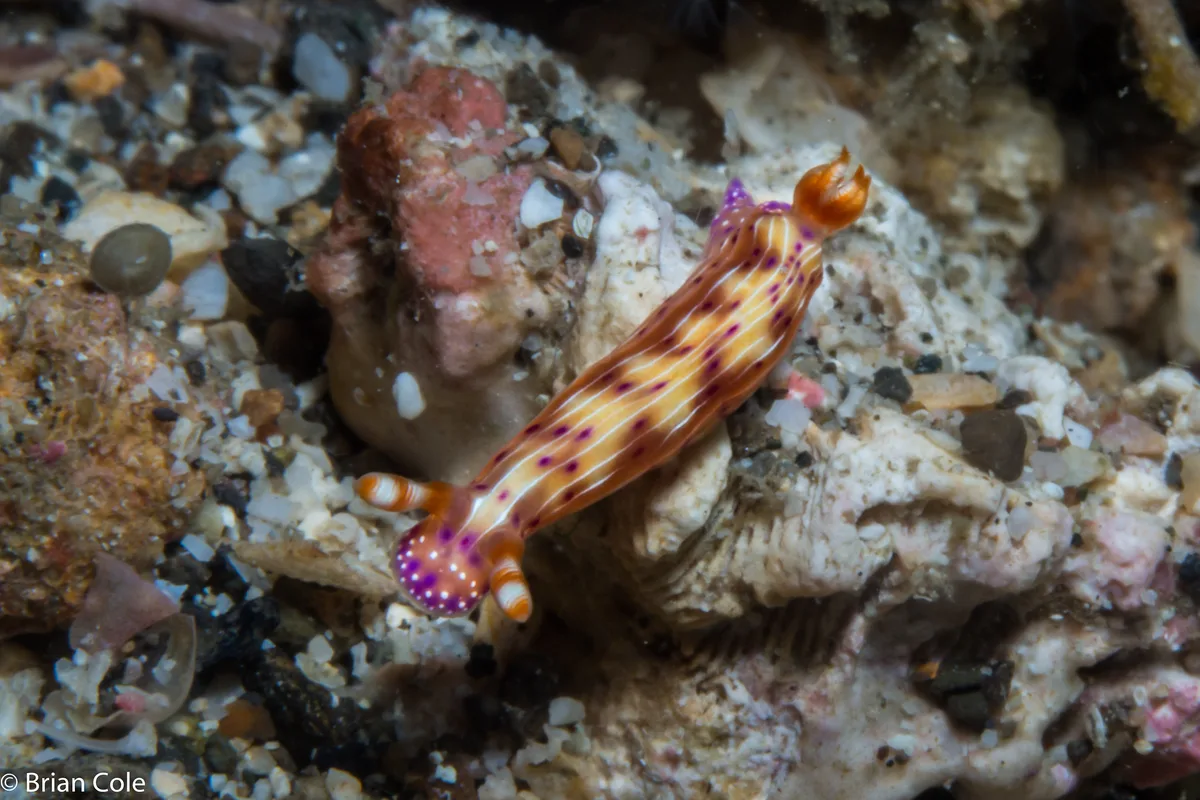 Hypselodoris maculosa