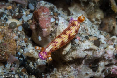 Hypselodoris maculosa