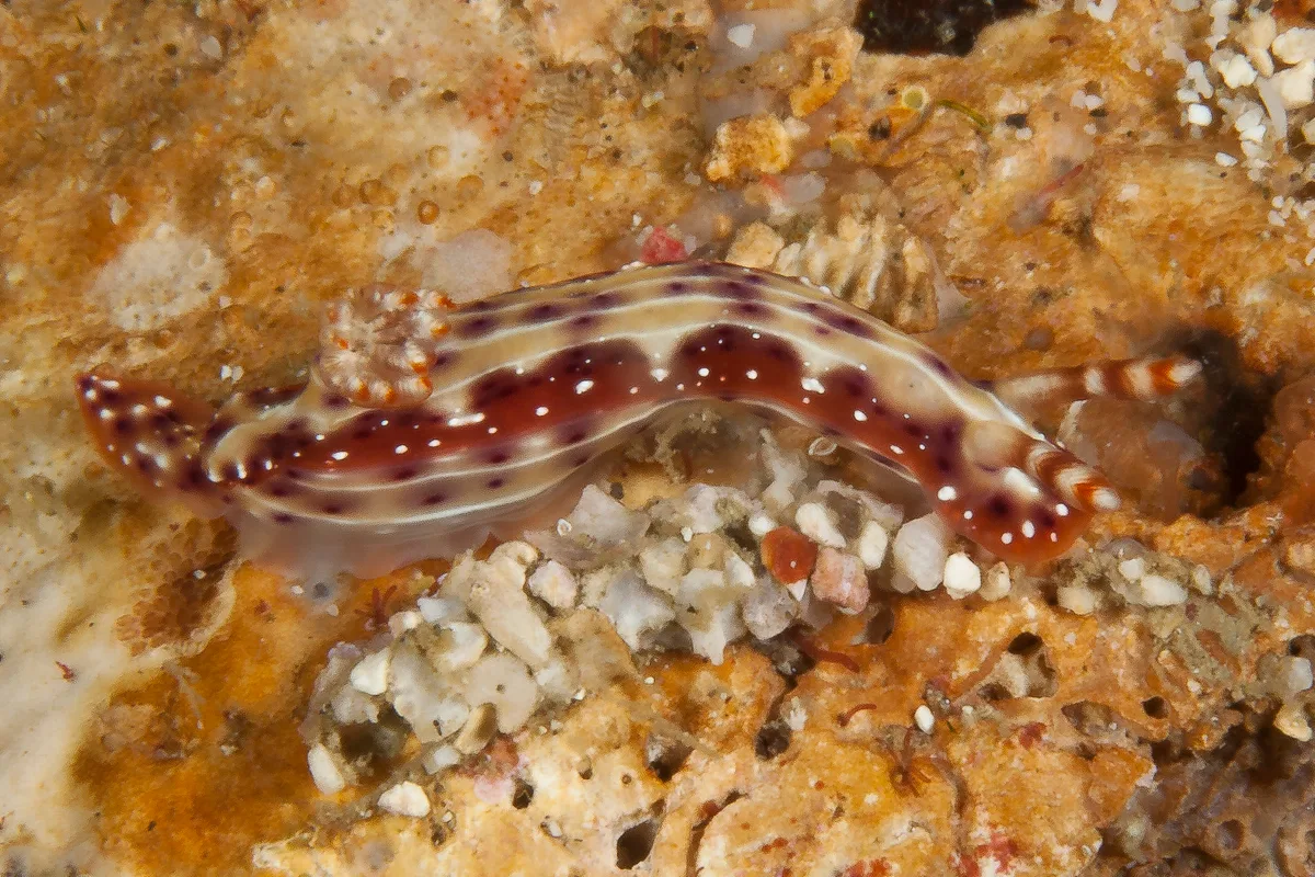 Hypselodoris maculosa