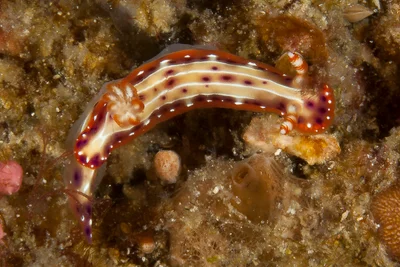 Hypselodoris maculosa