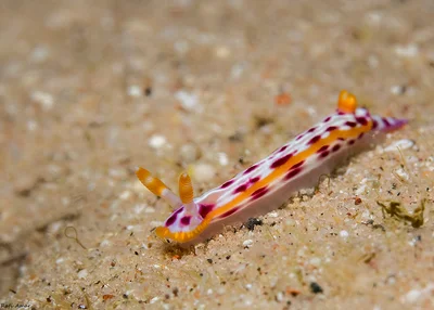 Spotted Hyselodoris - Hypselodoris maculosa