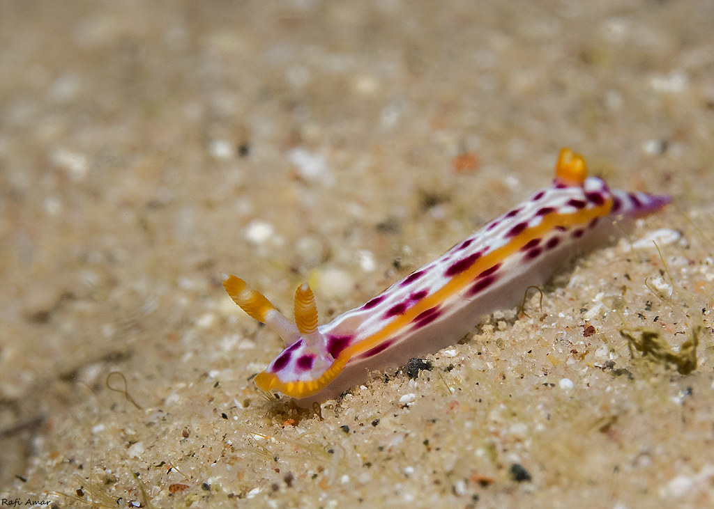 Spotted Hyselodoris - Hypselodoris maculosa