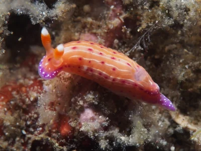 Hypselodoris maculosa