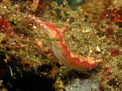 Hypselodoris maculosa