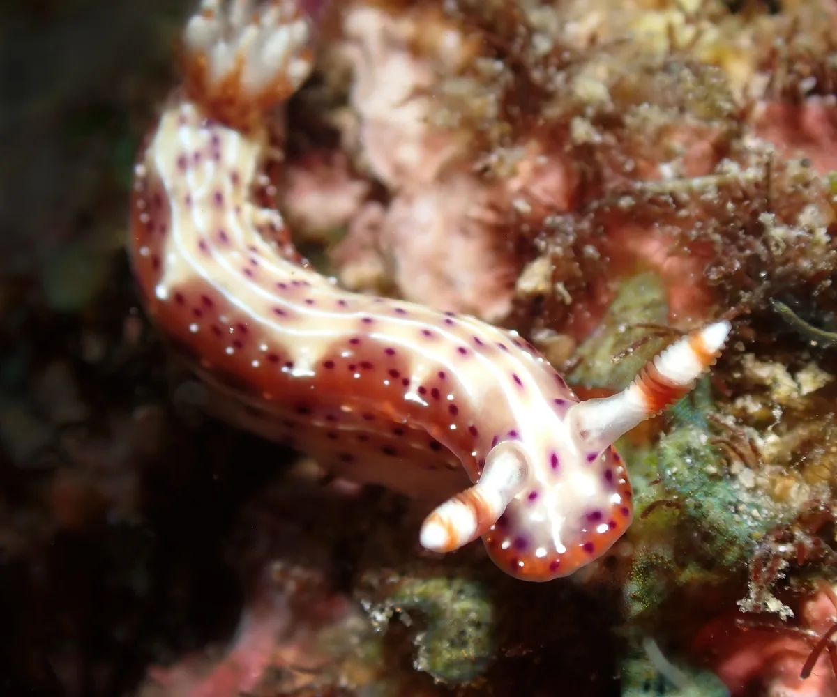 Hypselodoris maculosa