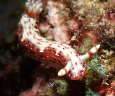 Hypselodoris maculosa