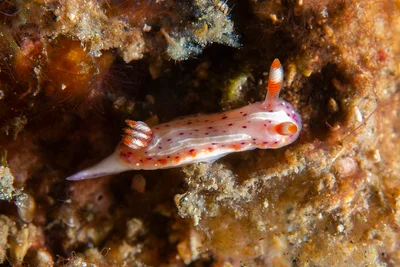 Hypselodoris maculosa