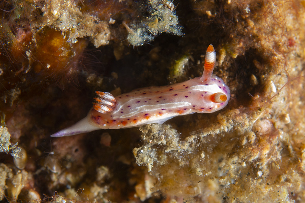 Hypselodoris maculosa
